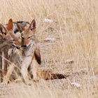 Jackals in Love