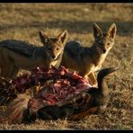 ... Jackals, Massai Mara, Kenya ...