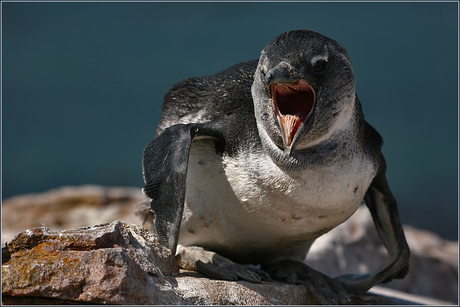 Jackass Pinguin - Wildlife Bettys Bay Southafrica