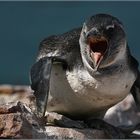 Jackass Pinguin - Wildlife Bettys Bay Southafrica
