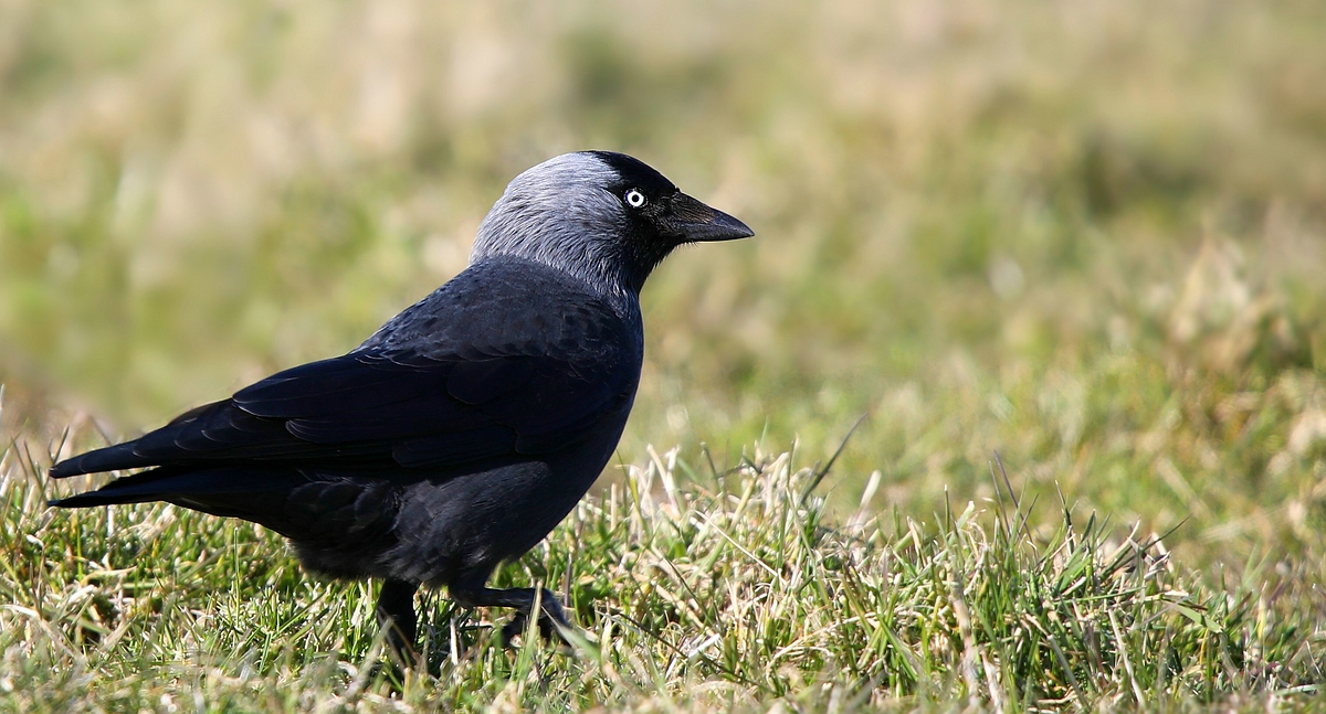 Jackdaw 