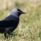 Jackdaw 