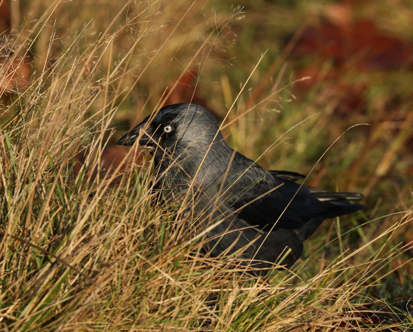 Jackdaw