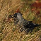 Jackdaw