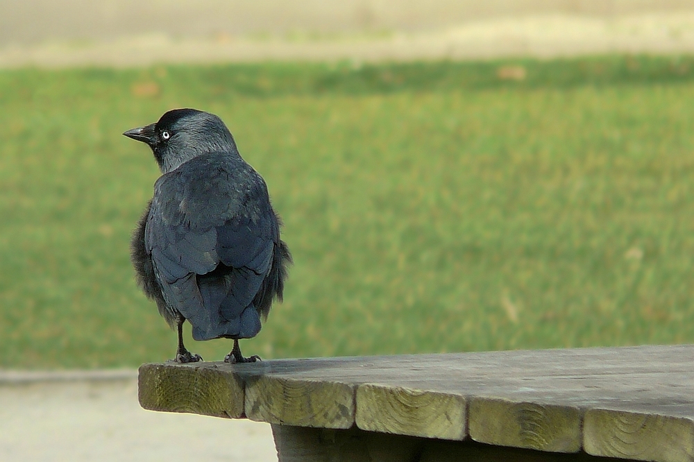 Jackdaw