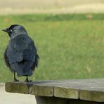 Jackdaw