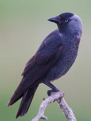 Jackdaw