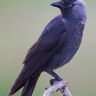 Jackdaw