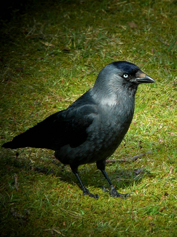 Jackdaw