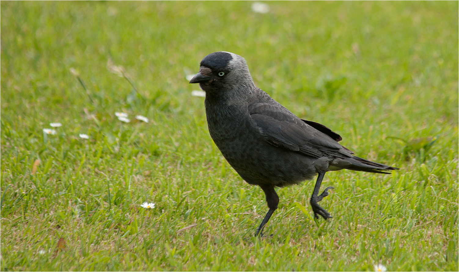 Jackdaw