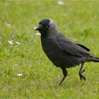 Jackdaw