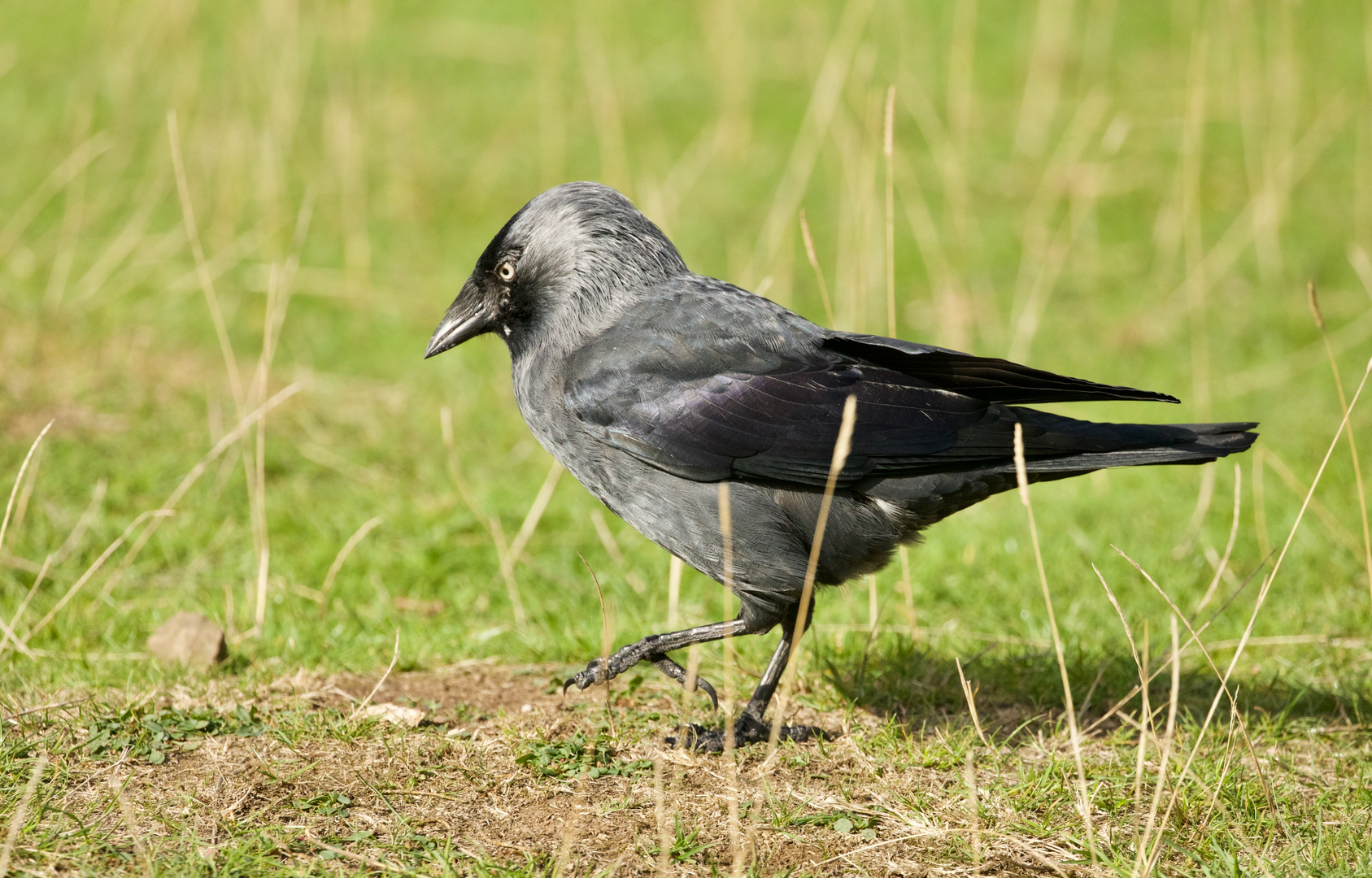 Jackdaw