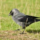 Jackdaw