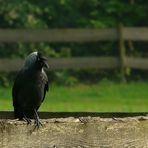 Jackdaw