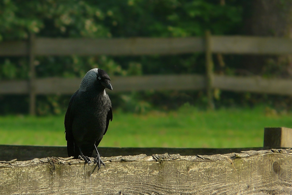 Jackdaw