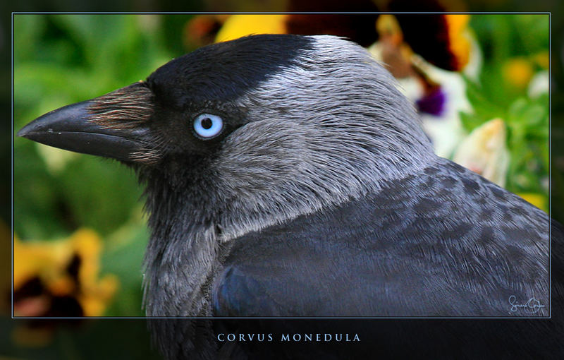 jackdaw-in-the-box