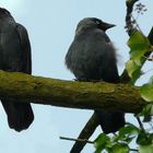 Jackdaws