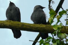 Jackdaws