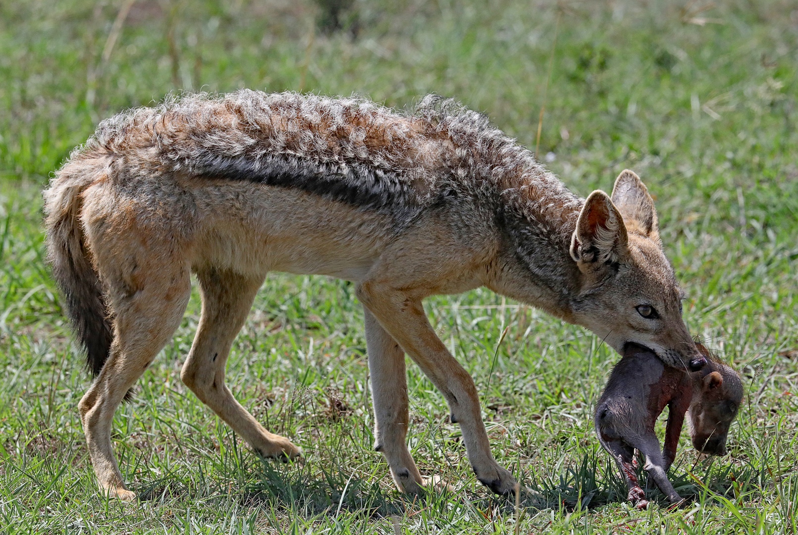 Jackel with little warthog