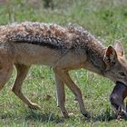 Jackel with little warthog