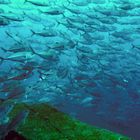 Jackfish invasion in Tulamben