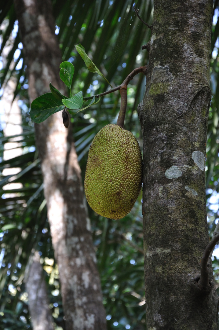 Jackfruit