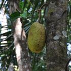 Jackfruit