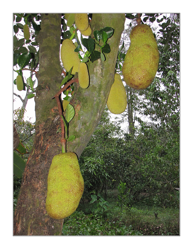 Jackfruit