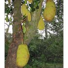 Jackfruit