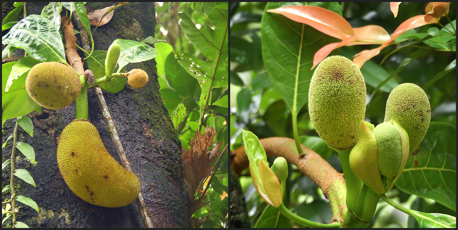 Jackfruit