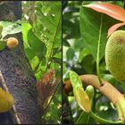 Jackfruit