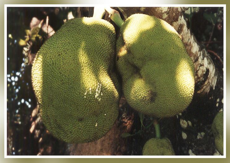 Jackfruit