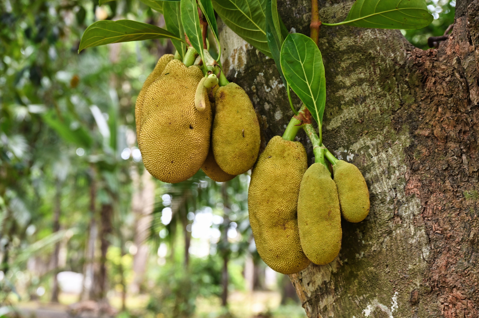 Jackfruit