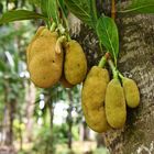 Jackfruit