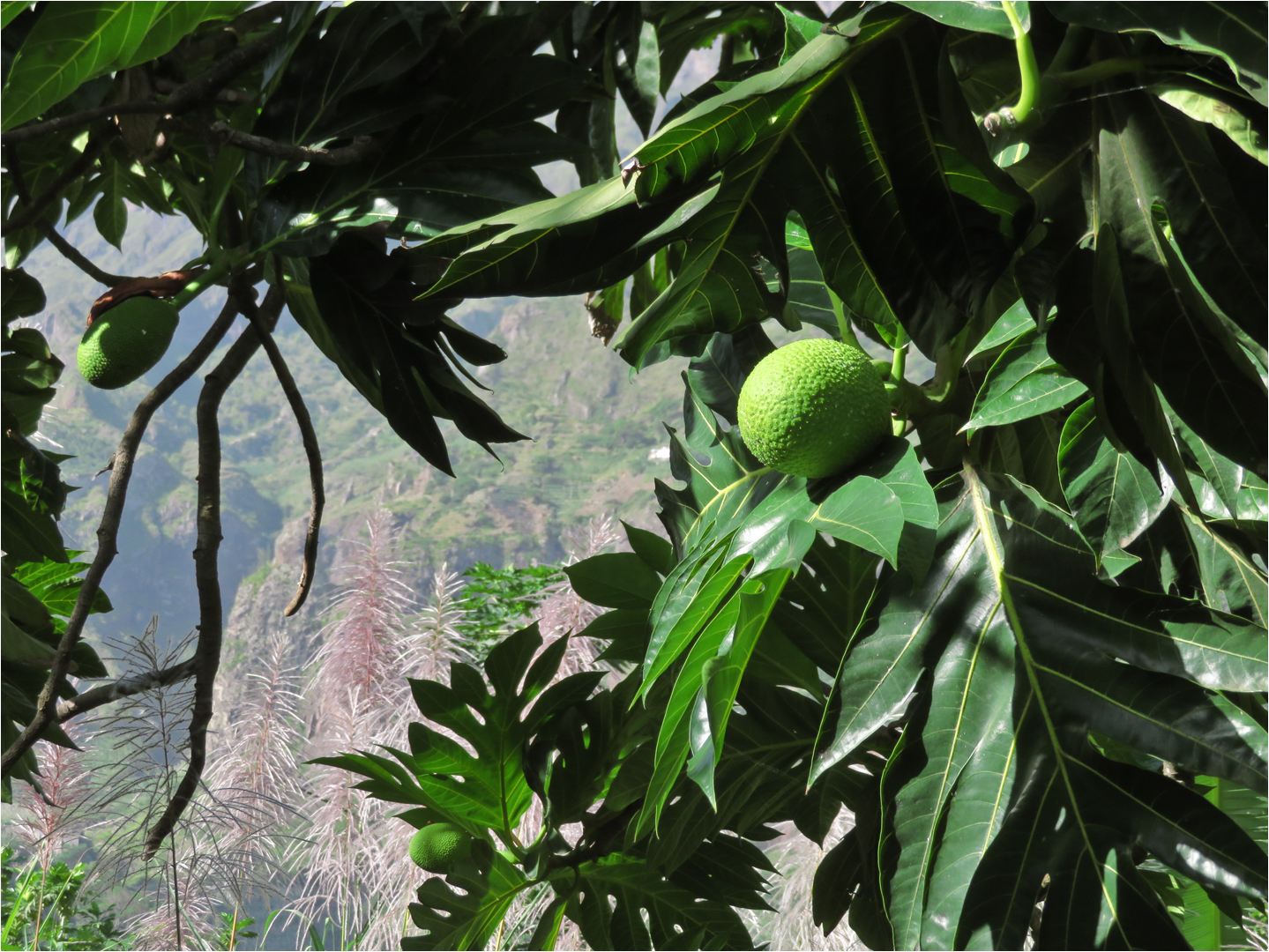 Jackfruit an Berglandschaft