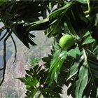 Jackfruit an Berglandschaft