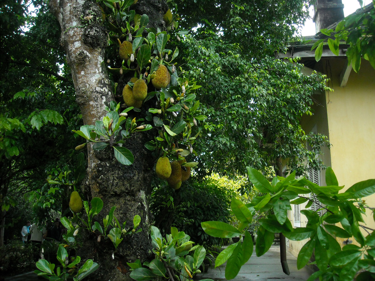 jackfruit tree