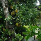 jackfruit tree