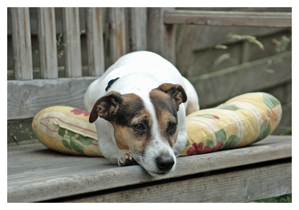 Jackie (Jack Russell Terrier)