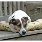 Jackie (Jack Russell Terrier)