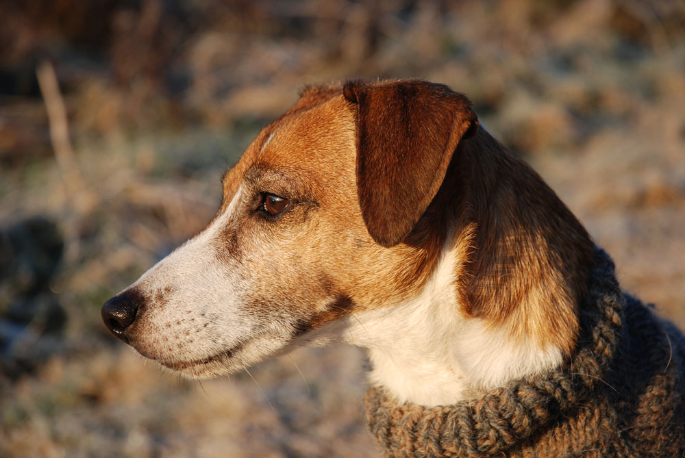 Jackie, my JRT