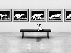 Jackie with sequence of Muybridge Dog