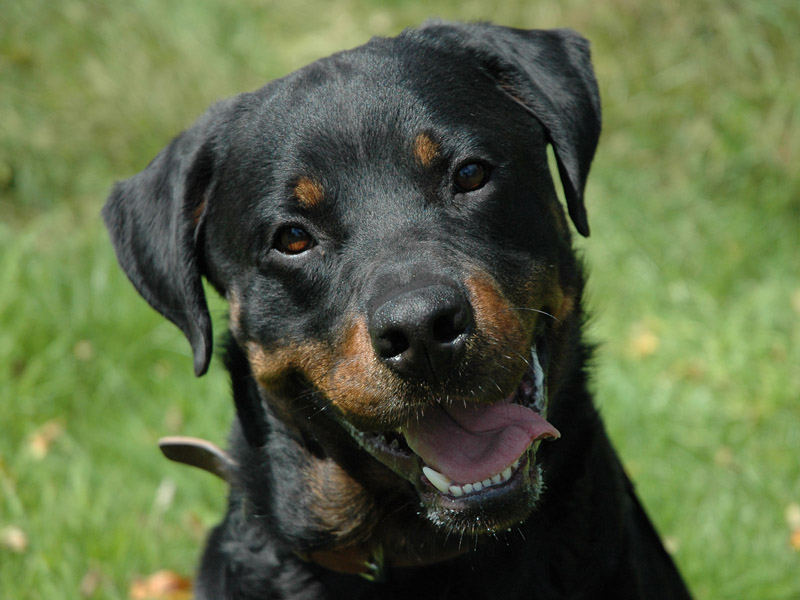 Jackomo im Tierheim Bad Karlshafen