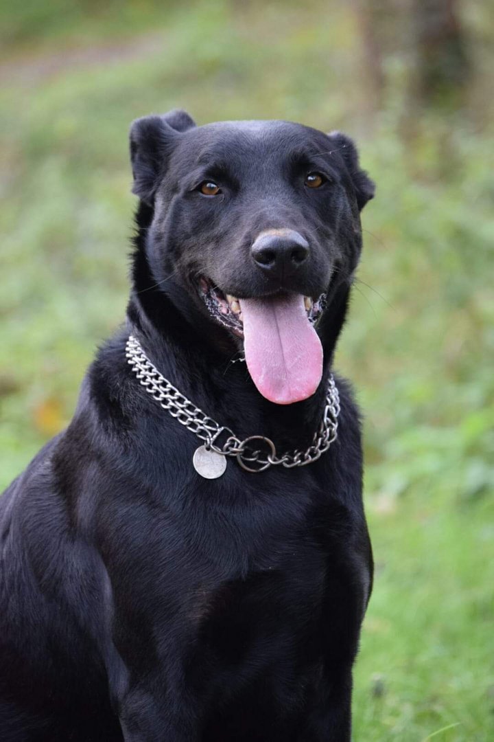 Jackpot Beauceron