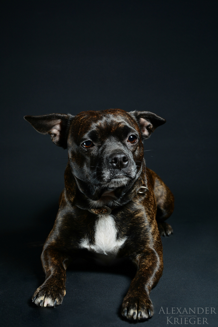 JackrusselFranzösisch Bulldoggen Mix Foto & Bild tiere, haustiere, hunde Bilder auf