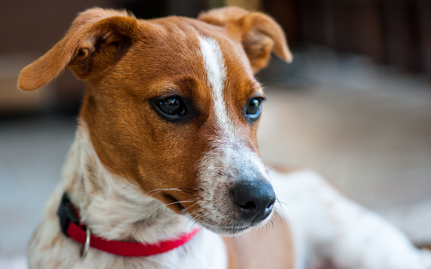 Jackrussel hats im Blick...