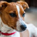 Jackrussel hats im Blick...