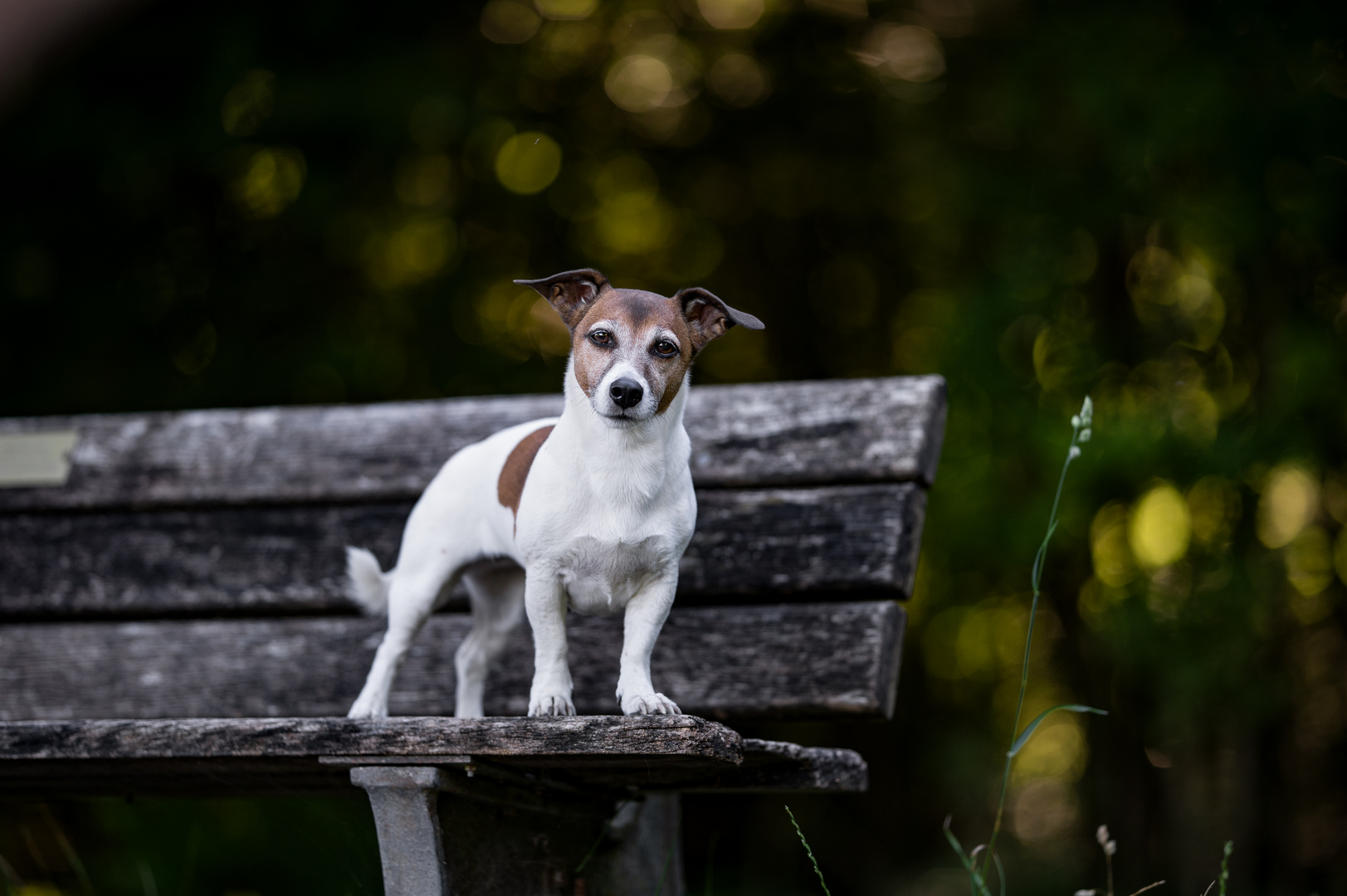 Jackrussell Terrier