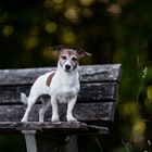 Jackrussell Terrier