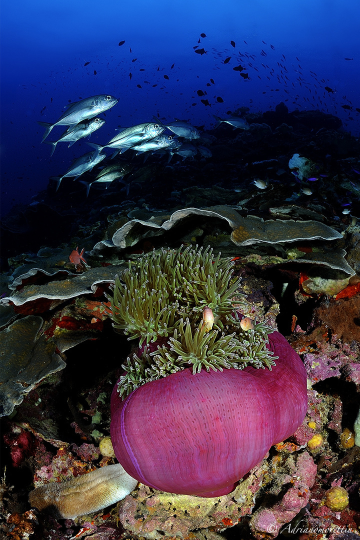 Jacks on anemone